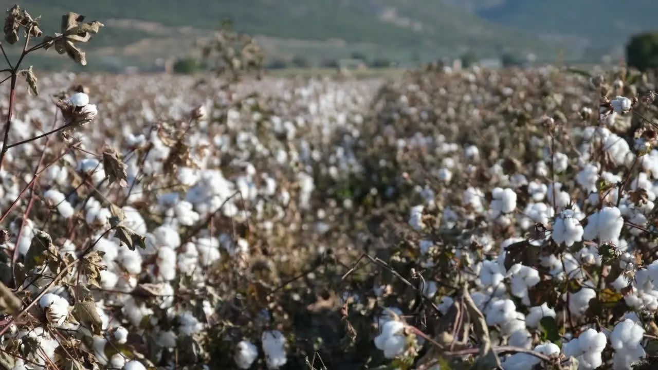 Cotton Fiber Guide: Understanding Properties & Benefits in Clothing