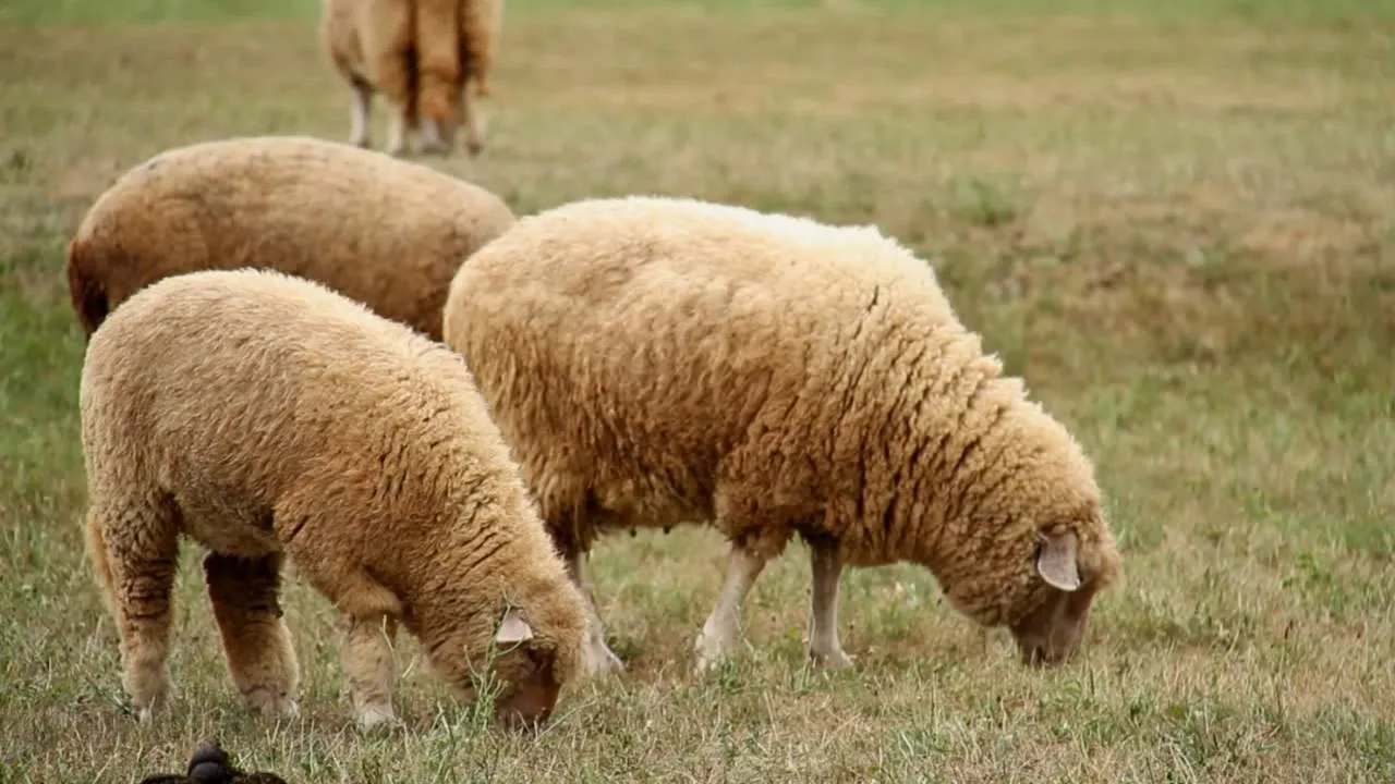 Wool Fiber Gude: Understanding Properties & Benefits in Clothing